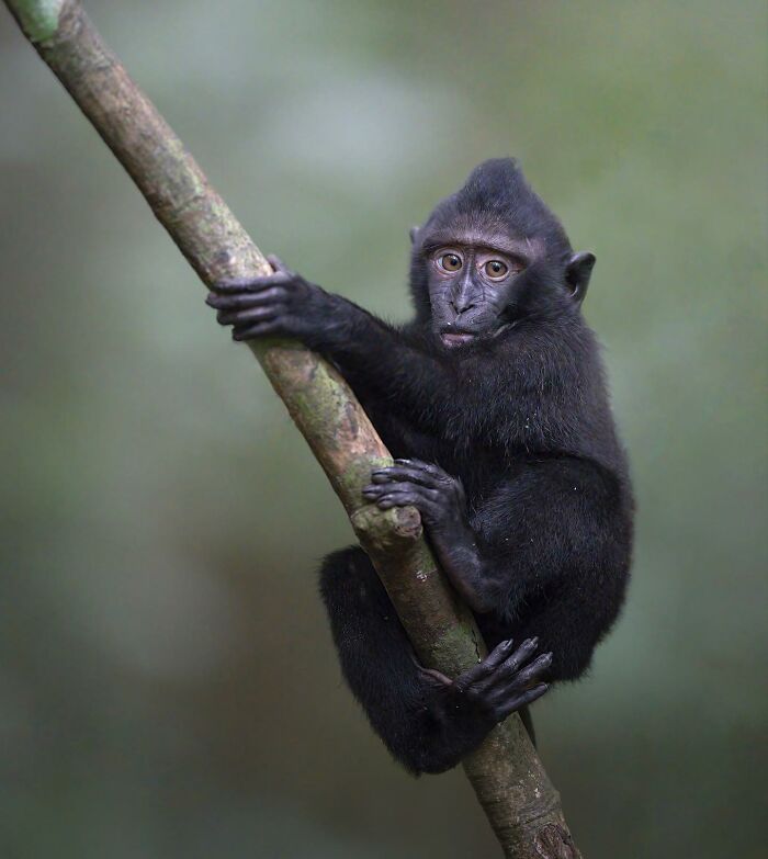 50 Breathtaking Animal Photos By Marcello Galleano