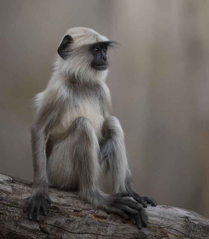 50 Breathtaking Animal Photos By Marcello Galleano