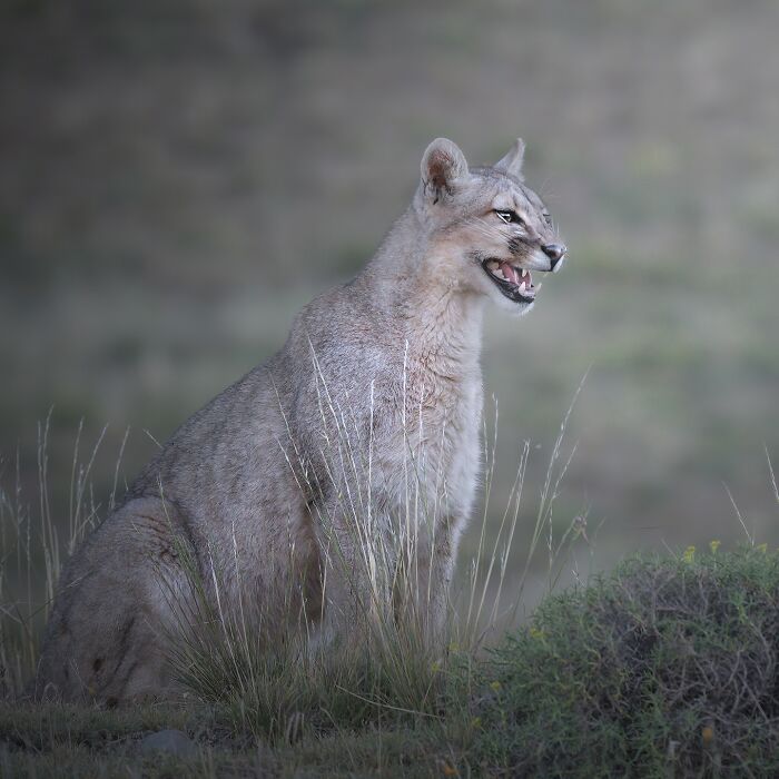 50 Breathtaking Animal Photos By Marcello Galleano