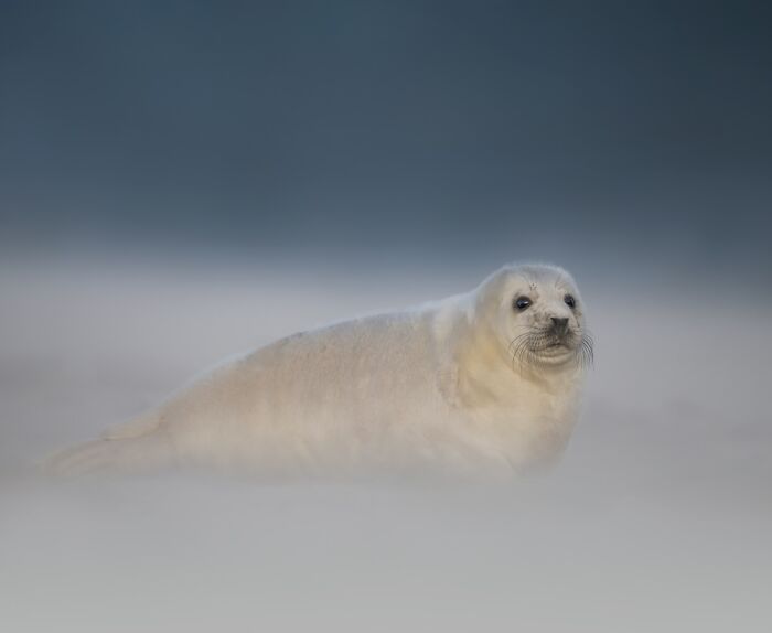 50 Breathtaking Animal Photos By Marcello Galleano