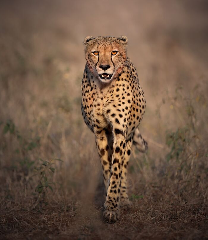 50 Breathtaking Animal Photos By Marcello Galleano
