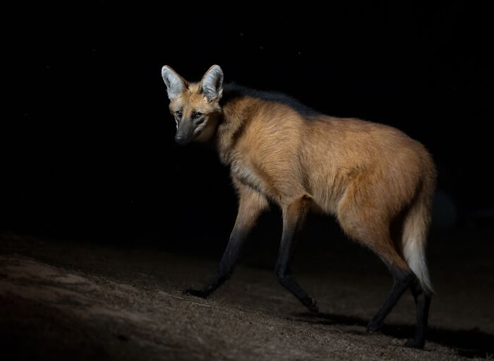 50 Breathtaking Animal Photos By Marcello Galleano