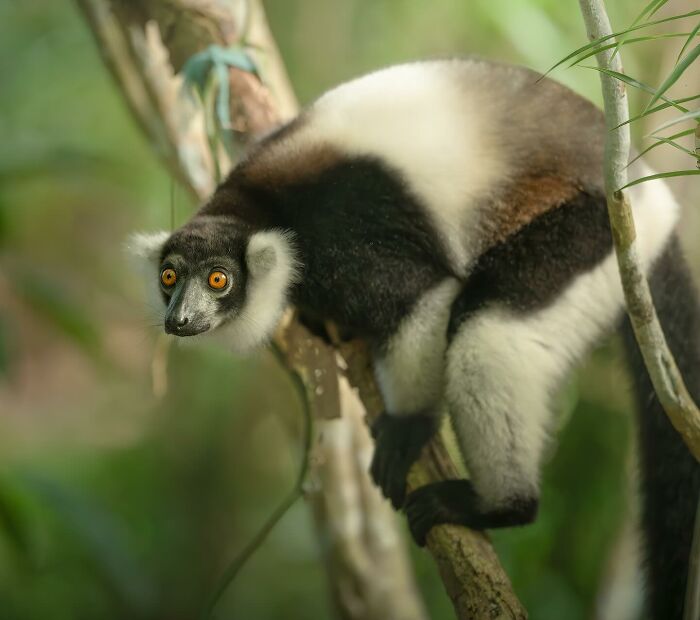 50 Breathtaking Animal Photos By Marcello Galleano