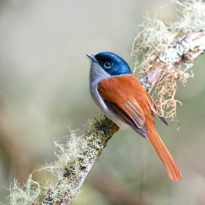 50 Breathtaking Animal Photos By Marcello Galleano