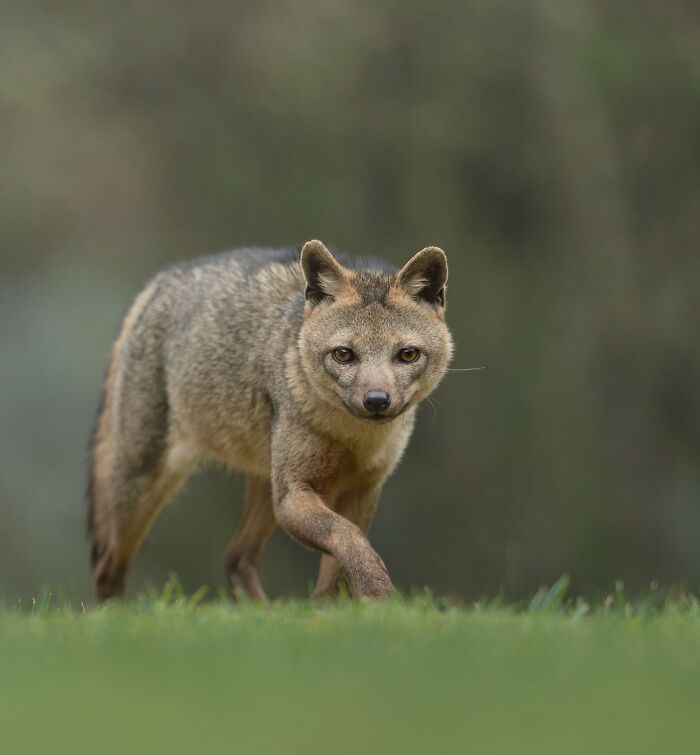50 Breathtaking Animal Photos By Marcello Galleano
