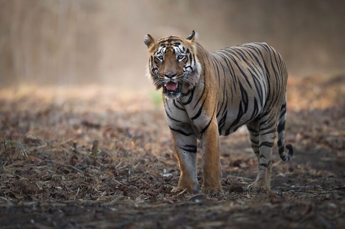 50 Breathtaking Animal Photos By Marcello Galleano