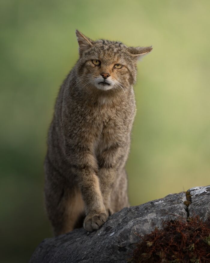 50 Breathtaking Animal Photos By Marcello Galleano
