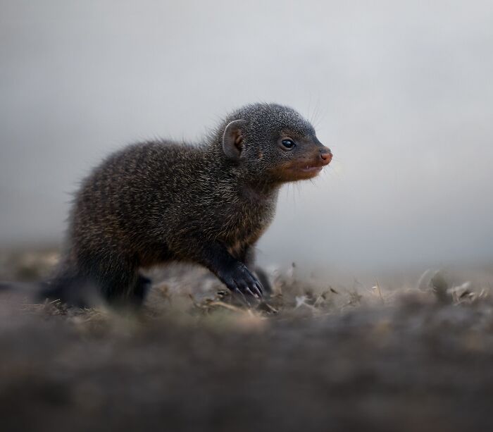 50 Breathtaking Animal Photos By Marcello Galleano