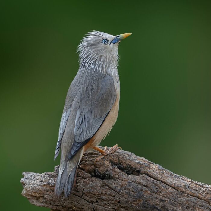 50 Breathtaking Animal Photos By Marcello Galleano