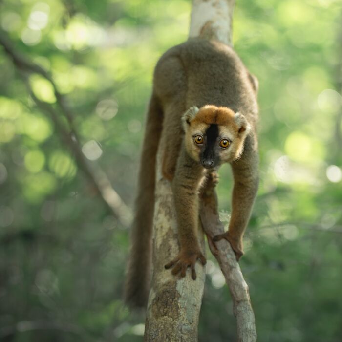 50 Breathtaking Animal Photos By Marcello Galleano