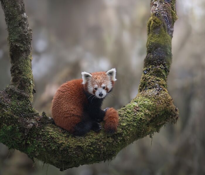 50 Breathtaking Animal Photos By Marcello Galleano