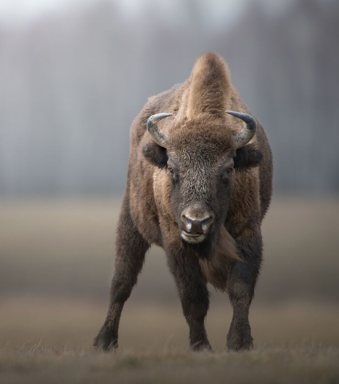 50 Breathtaking Animal Photos By Marcello Galleano