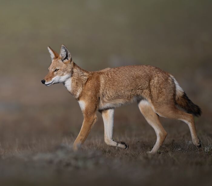 50 Breathtaking Animal Photos By Marcello Galleano