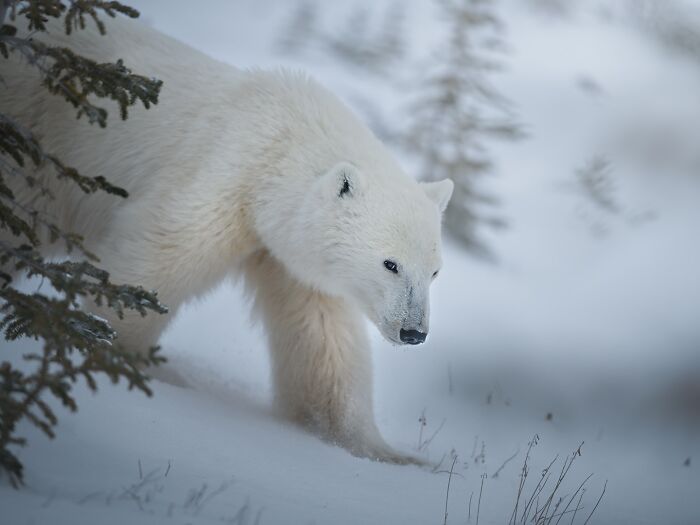 50 Breathtaking Animal Photos By Marcello Galleano