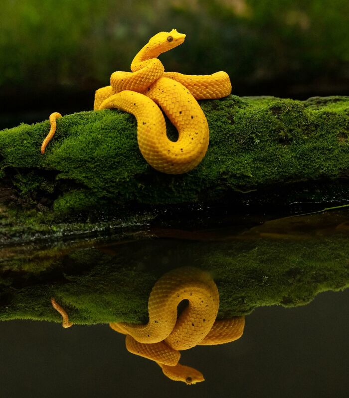 50 Breathtaking Animal Photos By Marcello Galleano