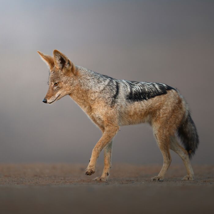 50 Breathtaking Animal Photos By Marcello Galleano