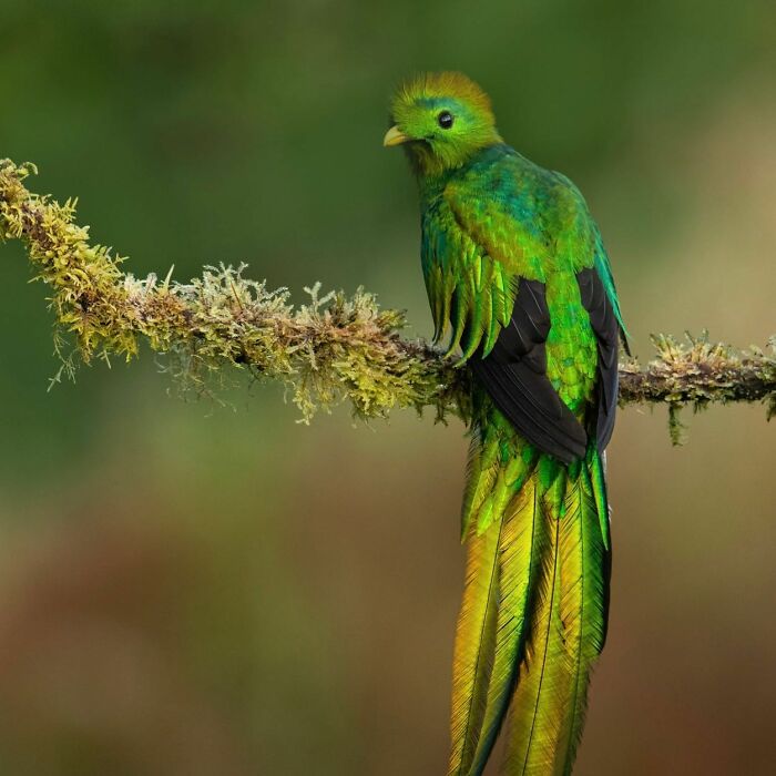 50 Breathtaking Animal Photos By Marcello Galleano