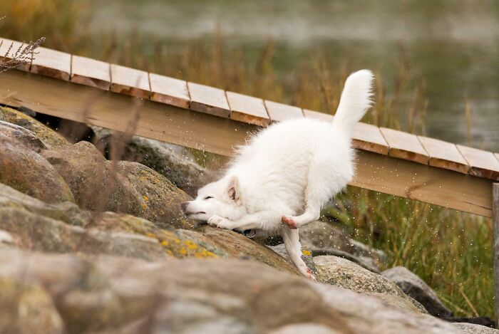 “The Moment The Rope Broke”: 73 Perfect Pictures Taken Split Seconds Before Disaster Struck