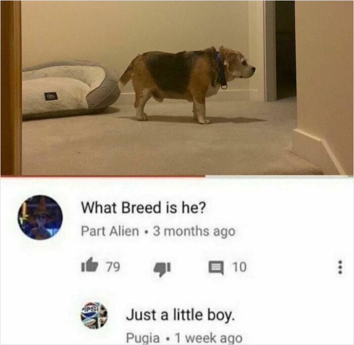 62 Times Comments Were Better Than The Post