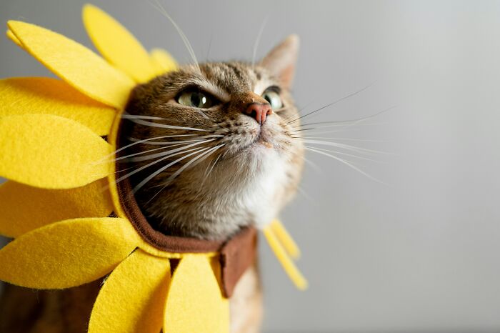 32 Sounds That People Just Can&#8217;t Stand For No Reason And Many Of Us Can Actually Relate