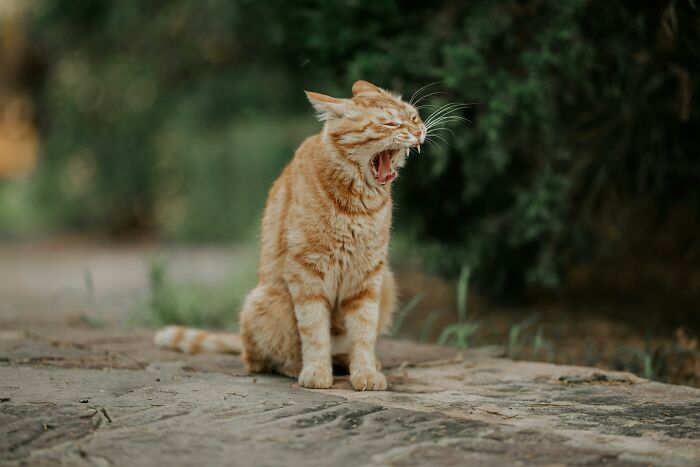 32 Sounds That People Just Can&#8217;t Stand For No Reason And Many Of Us Can Actually Relate