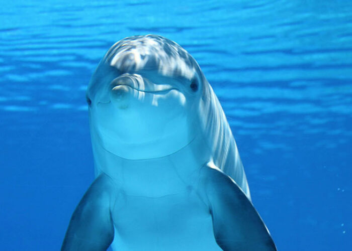 72 People Share Unsettling Animal Facts That Might Surprise You Or Bust A Myth