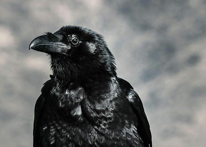 72 People Share Unsettling Animal Facts That Might Surprise You Or Bust A Myth