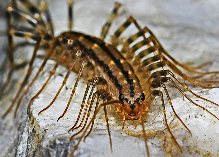 72 People Share Unsettling Animal Facts That Might Surprise You Or Bust A Myth