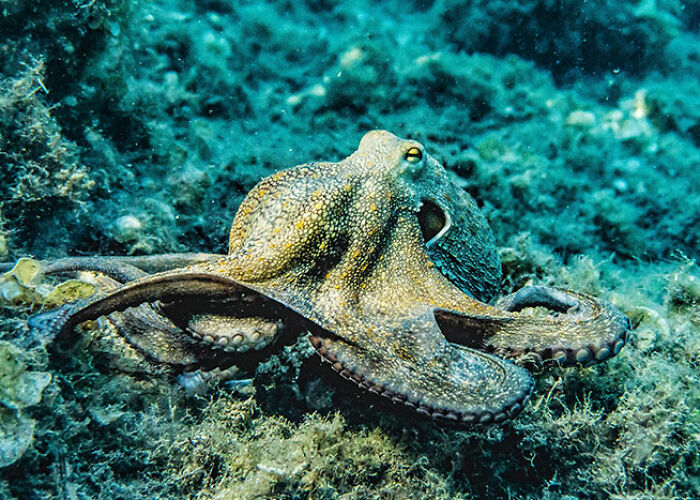 72 People Share Unsettling Animal Facts That Might Surprise You Or Bust A Myth
