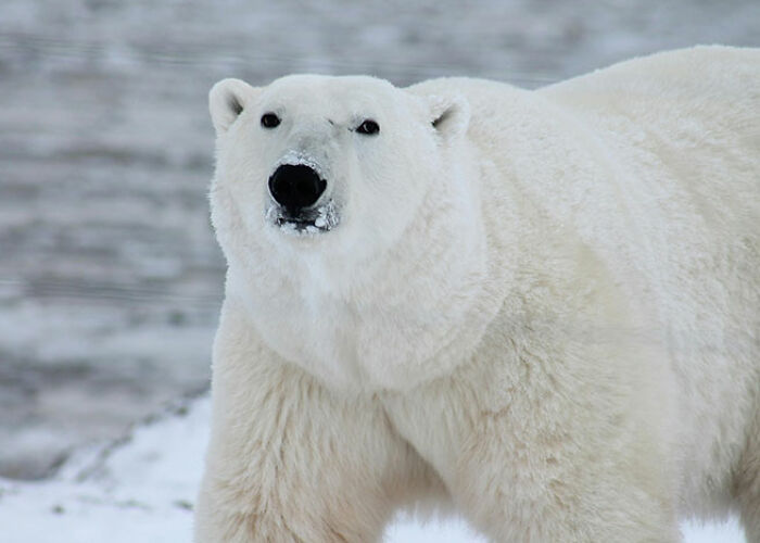 72 People Share Unsettling Animal Facts That Might Surprise You Or Bust A Myth