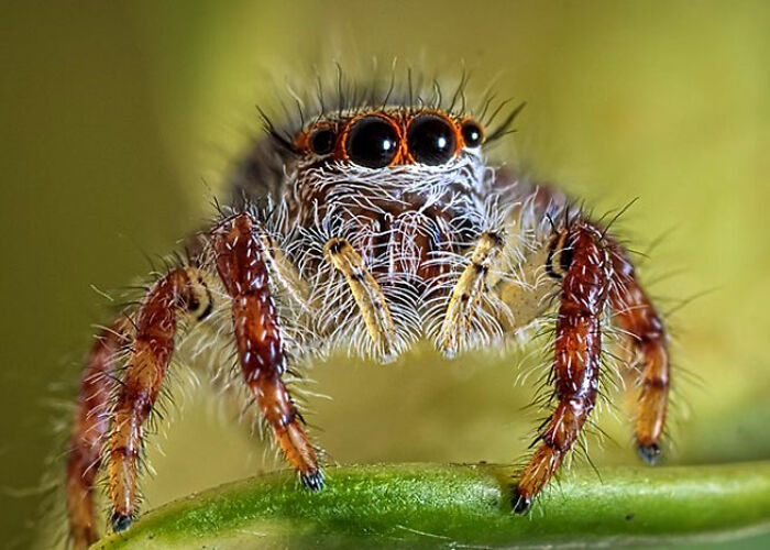 72 People Share Unsettling Animal Facts That Might Surprise You Or Bust A Myth