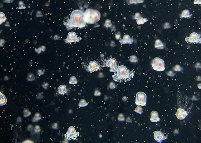 72 People Share Unsettling Animal Facts That Might Surprise You Or Bust A Myth