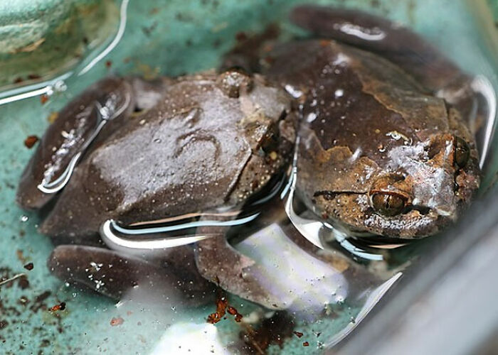 72 People Share Unsettling Animal Facts That Might Surprise You Or Bust A Myth