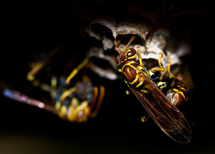 72 People Share Unsettling Animal Facts That Might Surprise You Or Bust A Myth