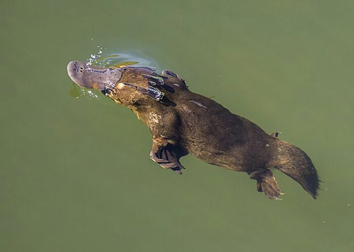 72 People Share Unsettling Animal Facts That Might Surprise You Or Bust A Myth