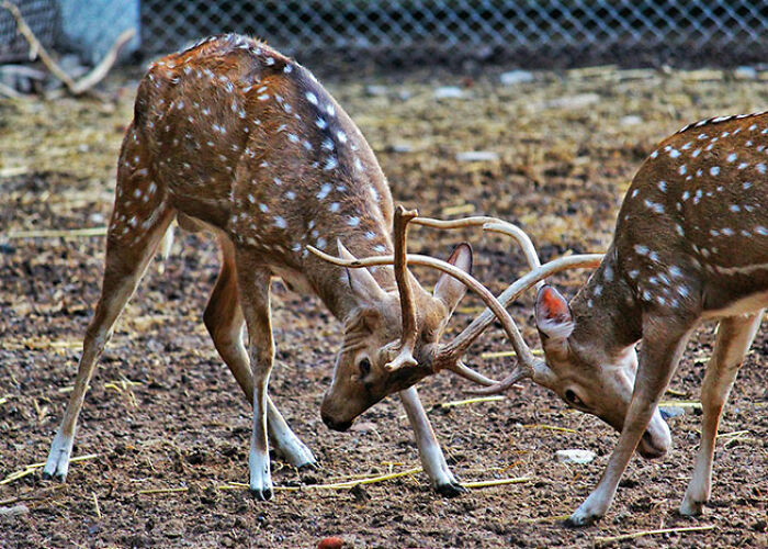 72 People Share Unsettling Animal Facts That Might Surprise You Or Bust A Myth