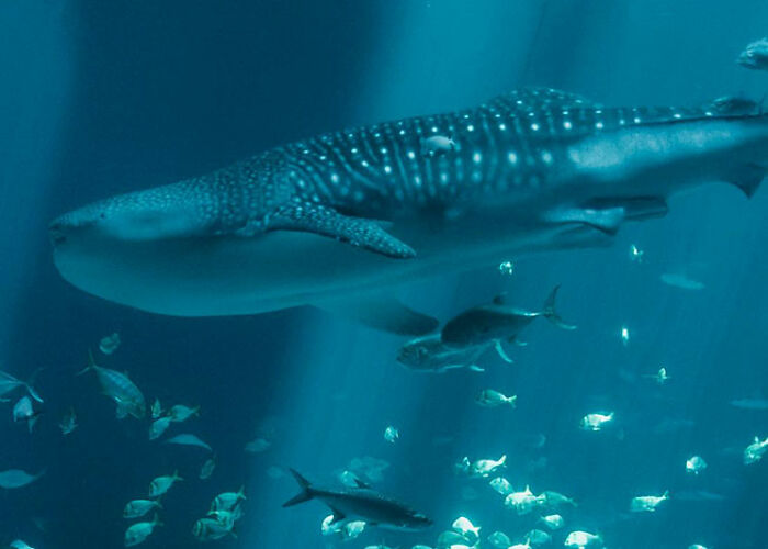 72 People Share Unsettling Animal Facts That Might Surprise You Or Bust A Myth
