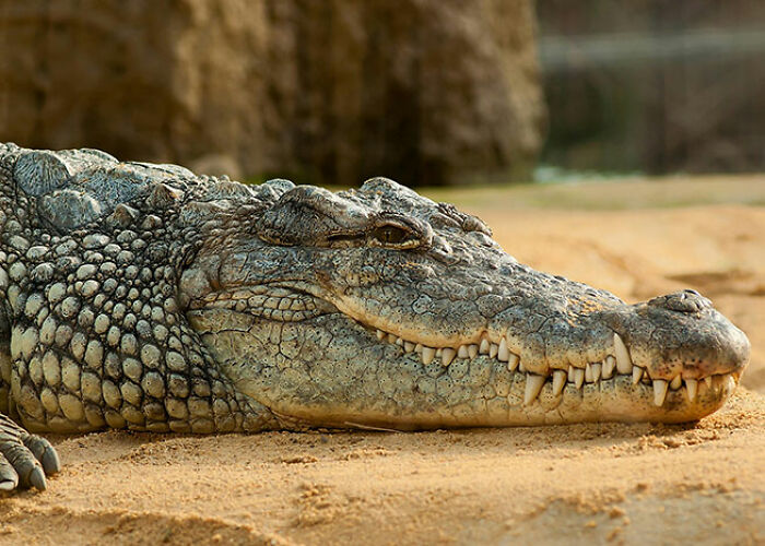 72 People Share Unsettling Animal Facts That Might Surprise You Or Bust A Myth