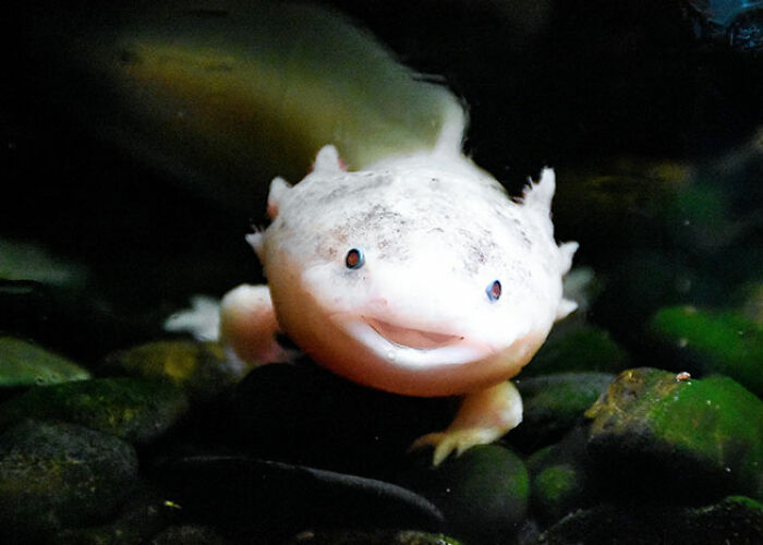72 People Share Unsettling Animal Facts That Might Surprise You Or Bust A Myth