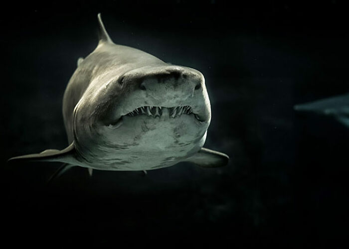 72 People Share Unsettling Animal Facts That Might Surprise You Or Bust A Myth