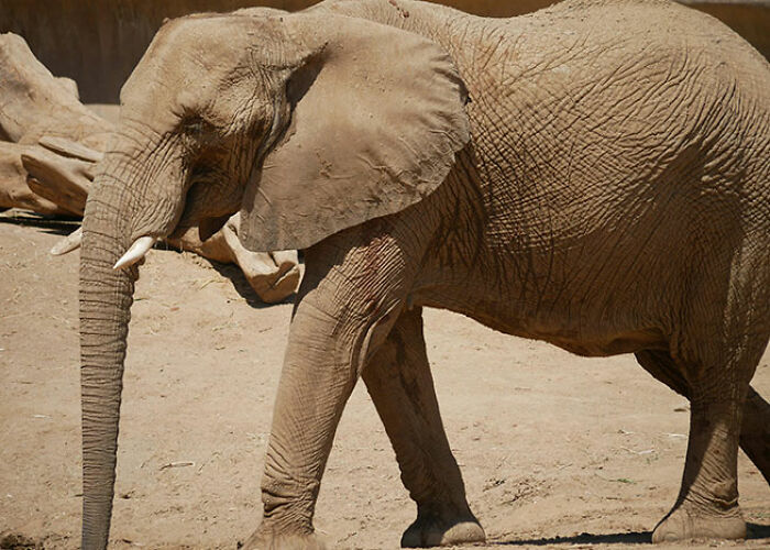72 People Share Unsettling Animal Facts That Might Surprise You Or Bust A Myth
