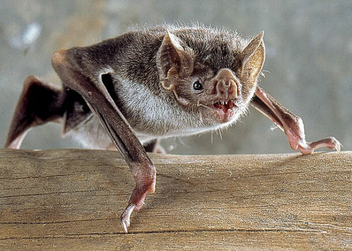 72 People Share Unsettling Animal Facts That Might Surprise You Or Bust A Myth