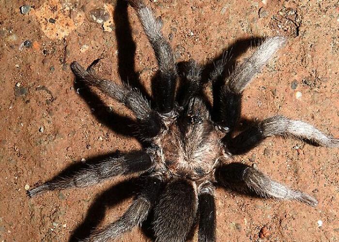 72 People Share Unsettling Animal Facts That Might Surprise You Or Bust A Myth