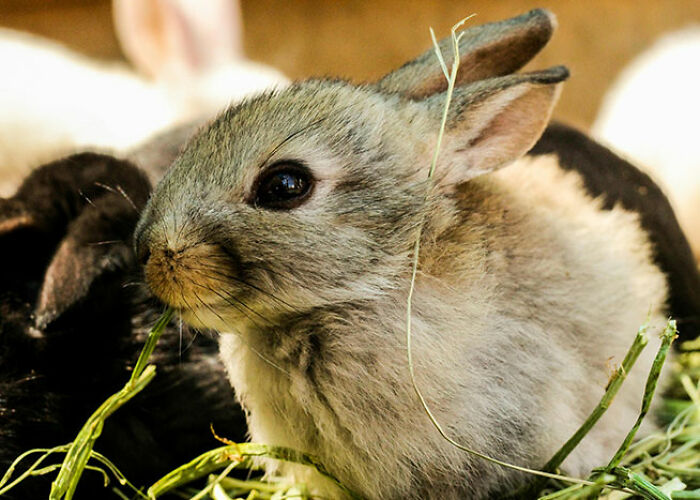 72 People Share Unsettling Animal Facts That Might Surprise You Or Bust A Myth