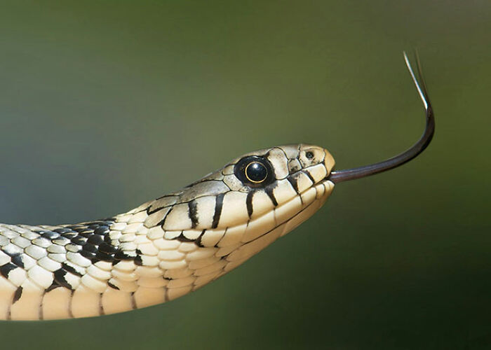 72 People Share Unsettling Animal Facts That Might Surprise You Or Bust A Myth