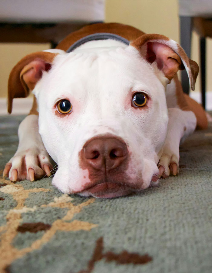 &#8220;Steak For Life&#8221;: Pit Bull Thrown Off Balcony While Protecting 15YO Girl From Alleged Attacker
