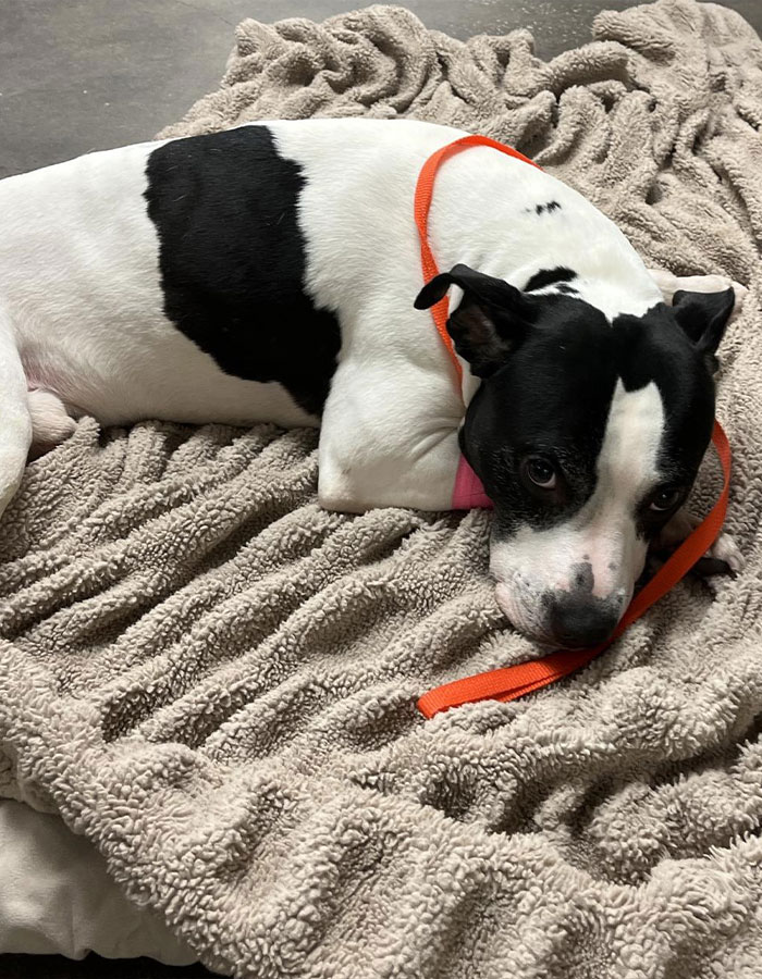 &#8220;Steak For Life&#8221;: Pit Bull Thrown Off Balcony While Protecting 15YO Girl From Alleged Attacker