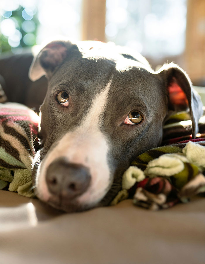 &#8220;Steak For Life&#8221;: Pit Bull Thrown Off Balcony While Protecting 15YO Girl From Alleged Attacker