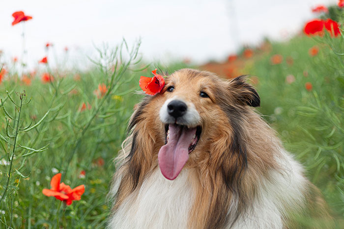 Parents-To-Be Argue Over Baby Name, Mom Wants To Honor Childhood Dog, Dad Worries It Sounds Silly