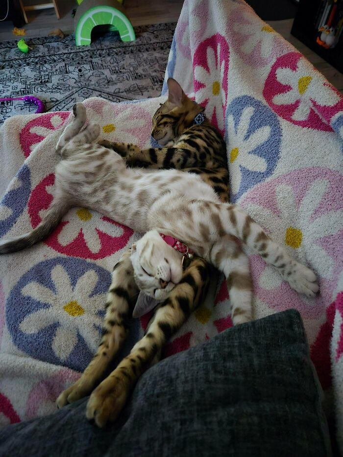 48 ‘Cats On Cats’ Images That Are Literally Cuteness Overload